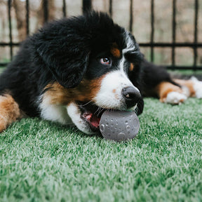 Cosmos Feeder & Training Ball Toy for Dogs